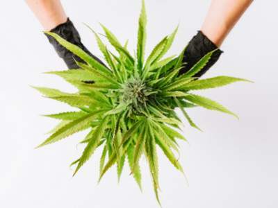 Le CBD est un neuroprotecteur : pourquoi et comment ?
