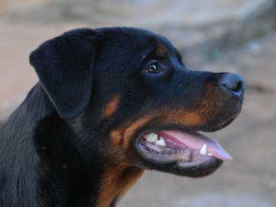 Le CBD pour soulager l'arthrose chez les chiens : effets, conseil et achat