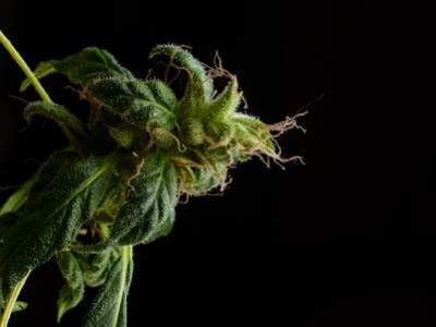 Tout savoir sur la crème CBD double action épiderme et rougeurs