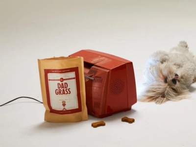 Le cbd pour chien.Aidez votre chien avec le cbd