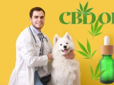 PEUT ON DONNER DU CBD A UN CHIEN POUR SOULAGER LA DOULEUR ?