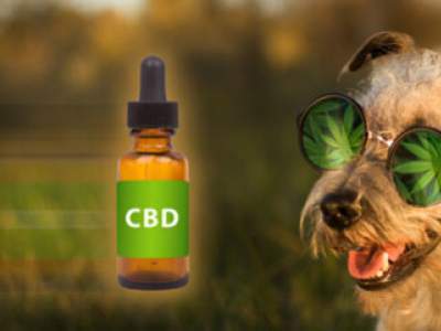 Y'a t il des effets secondaire du cbd pour chien