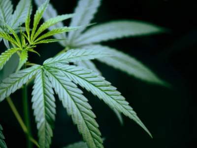 Comment le CBD peut-il être bénéfique face aux problèmes digestifs ?